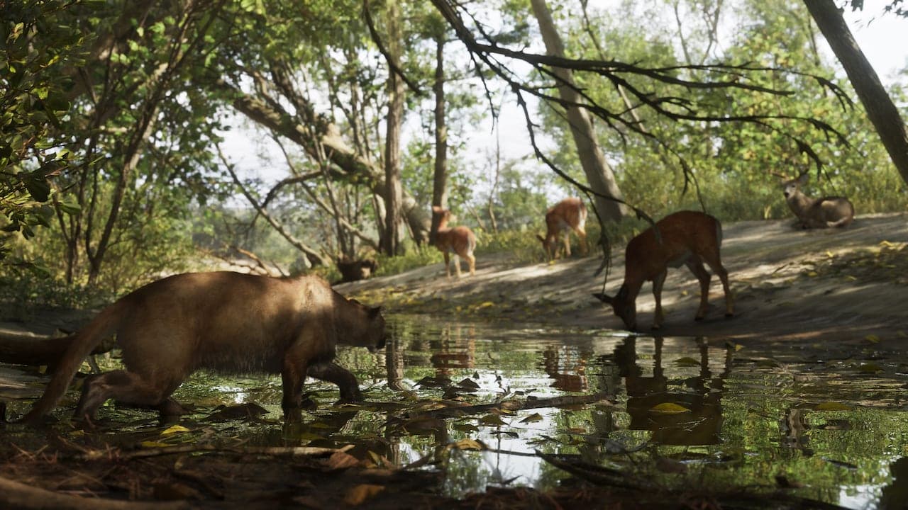 A panther crossing a shallow woodland creek in Mount Kalaga National Park as deer drink at the far bank.